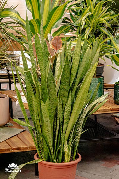 Sansevieria